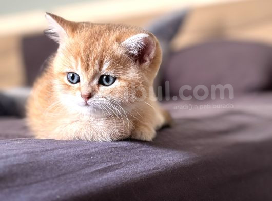 British Shorthair Ny12 görsel