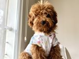 6 Aylık Erkek Toy Poodle
