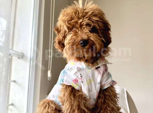 6 Aylık Erkek Toy Poodle görsel