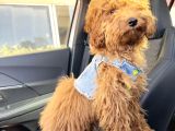 6 Aylık Erkek Toy Poodle