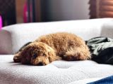 6 Aylık Erkek Toy Poodle