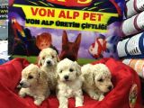 VONALP PET GARANTISIYLE SAFKAN MALTIPOO BEBEKLER
