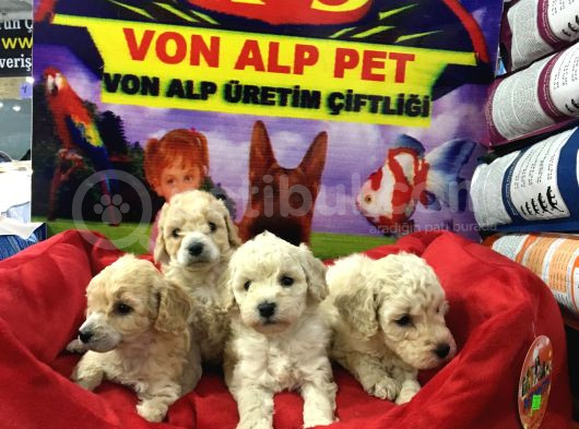 Vonalp Pet Garantisiyle Safkan Maltipoo Bebekler