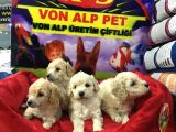 Vonalp Pet Garantisiyle Safkan Maltipoo Bebekler
