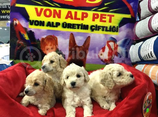 Vonalp Pet Garantisiyle Safkan Maltipoo Bebekler görsel