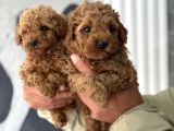 Uygun Poodle Bebekler Acil