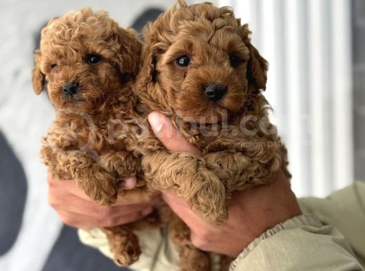 Uygun Poodle Bebekler Acil görsel