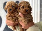 Uygun Poodle Bebekler Acil