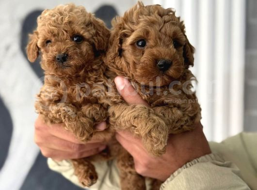 Uygun Poodle Bebekler Acil görsel