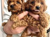 Uygun Poodle Bebekler Acil