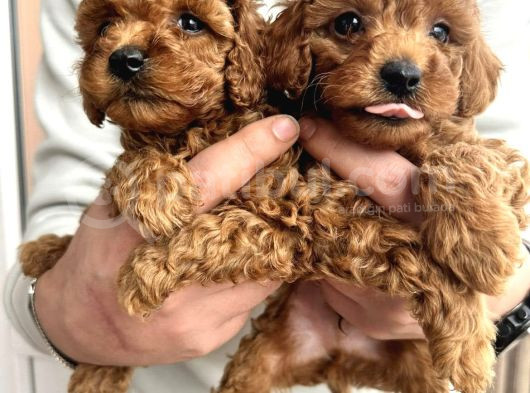 Uygun Poodle Bebekler Acil görsel
