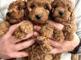 Uygun Poodle Bebekler Acil