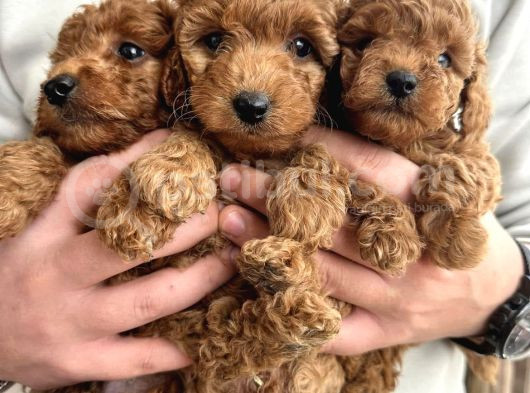 Uygun Poodle Bebekler Acil görsel