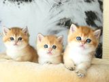 Lisanslı Üretim Evinden British Shorthair Golden
