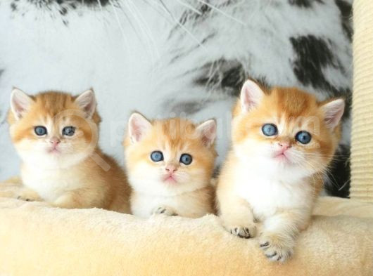 Lisanslı Üretim Evinden British Shorthair Golden