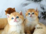 Lisanslı Üretim Evinden British Shorthair Golden