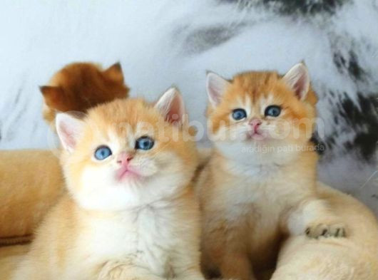 Lisanslı Üretim Evinden British Shorthair Golden görsel