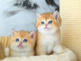 Lisanslı Üretim Evinden British Shorthair Golden