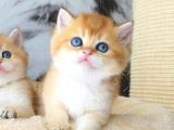 Lisanslı Üretim Evinden British Shorthair Golden