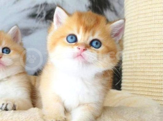 Lisanslı Üretim Evinden British Shorthair Golden görsel