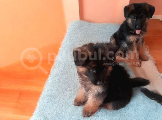 2 Adet Yüksek Kalite Dişi Alman Çoban Bebeklerimiz İstanbul görsel