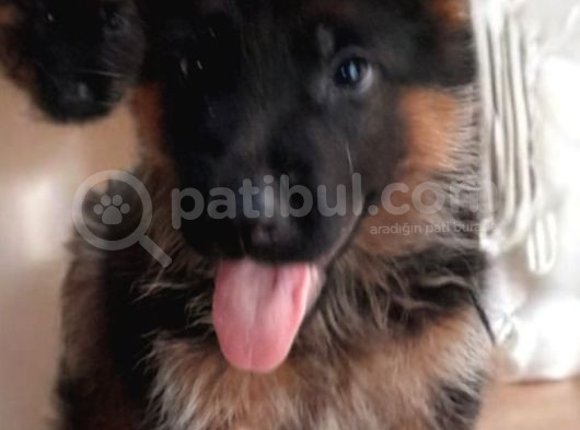 2 Adet Yüksek Kalite Dişi Alman Çoban Bebeklerimiz İstanbul görsel