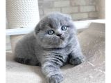 Gri Minnoş Yavrumuz Scottish Fold Shorthair