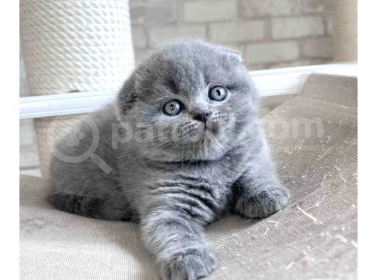 Gri Minnoş Yavrumuz Scottish Fold Shorthair görsel