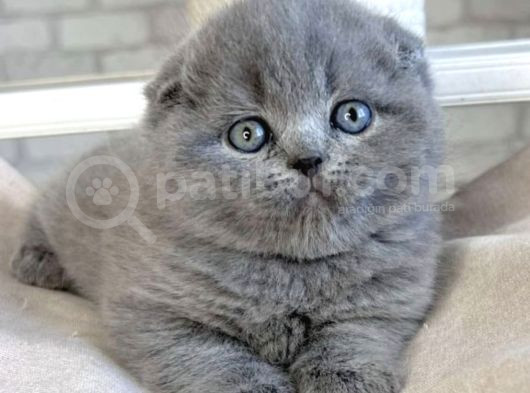 Gri Minnoş Yavrumuz Scottish Fold Shorthair