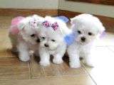 Maltese Terrier Sıfır Numara Oyuncu ve Sevgi Dolu