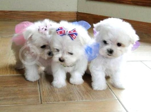 Maltese Terrier Sıfır Numara Oyuncu Ve Sevgi Dolu