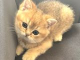 Uyguna Golden Bri̇ti̇sh Shorthai̇r Erkek Bebek