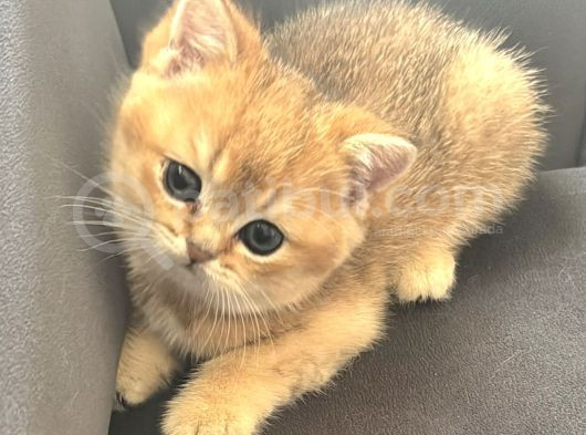 Uyguna Golden Bri̇ti̇sh Shorthai̇r Erkek Bebek görsel