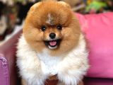 Erkek Ayı Surat Yetişkin Tattoolu Pomeranian Boo