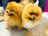 Erkek Ayı Surat Yetişkin Tattoolu Pomeranian Boo