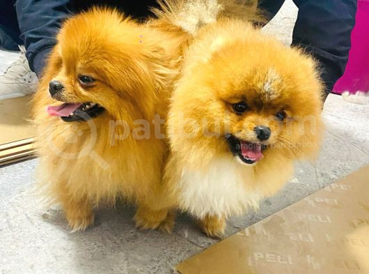 Erkek Ayı Surat Yetişkin Tattoolu Pomeranian Boo görsel
