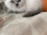 British Shorthair Kedimizz