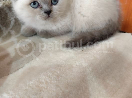 British Shorthair Kedimizz görsel