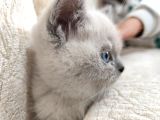 British Shorthair Kedimizz