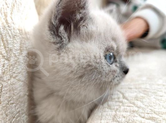 British Shorthair Kedimizz görsel