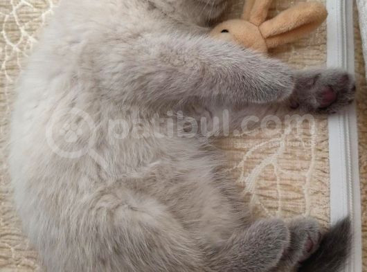 British Shorthair Kedimizz görsel
