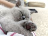 British Shorthair Kedimizz