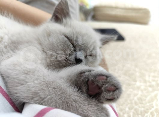 British Shorthair Kedimizz