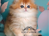 Altın Saçlı Golden British Longhair 