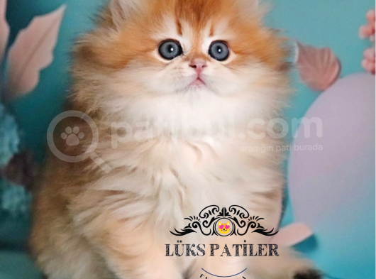 Altın Saçlı Golden British Longhair 