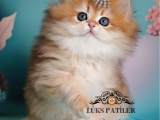 Altın Saçlı Golden British Longhair 
