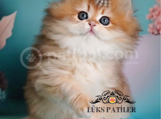 Altın Saçlı Golden British Longhair  görsel