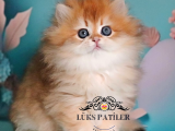 Altın Saçlı Golden British Longhair 