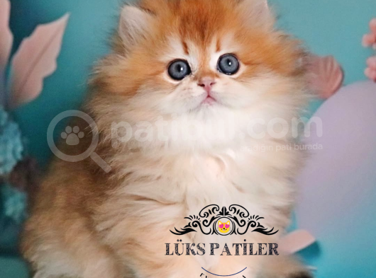 Altın Saçlı Golden British Longhair  görsel