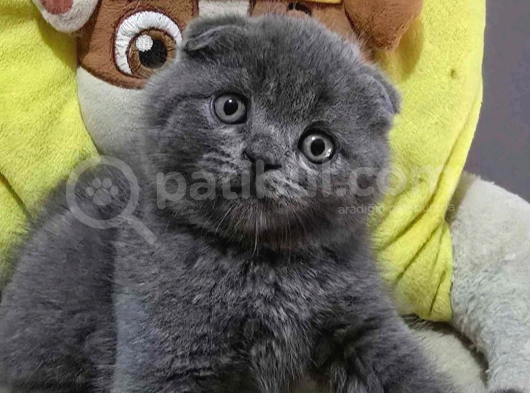 Ayıcık Surat Gri Scottish Fold